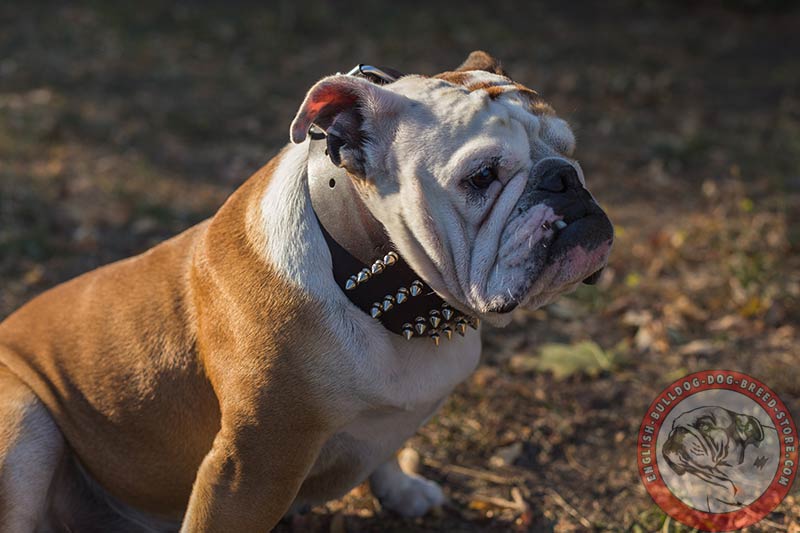 English Bulldog 3 inch Wide Genuine Leather Dog Collar