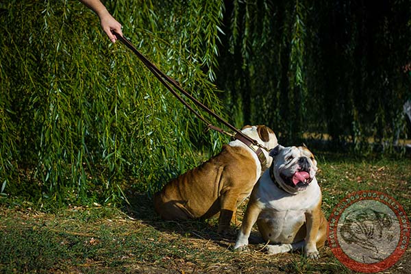 English Bulldog leather collar with brass plates