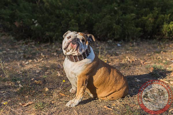 English Bulldog durable collar for walking and training