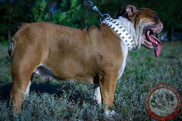 High-grade English Bulldog leather collar for walking in vogue