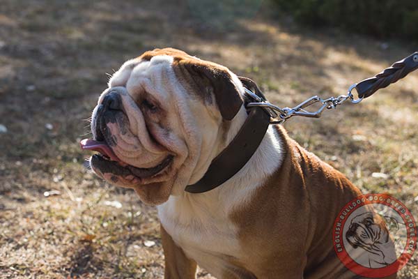 Extra wide English Bulldog leather collar