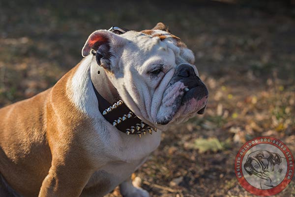 Wide spiked leather dog collar