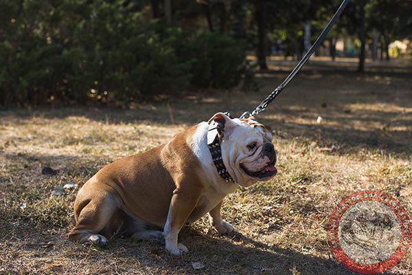 Leather dog collar for comfy walking