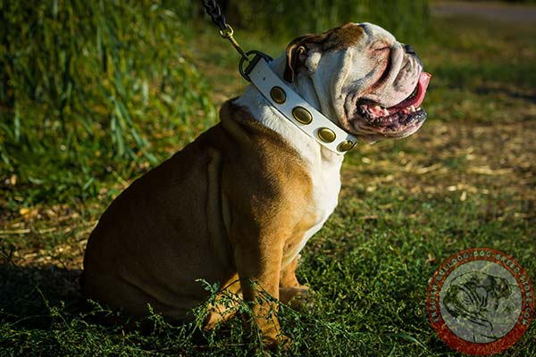English Bulldog leather collar with handset oval plates