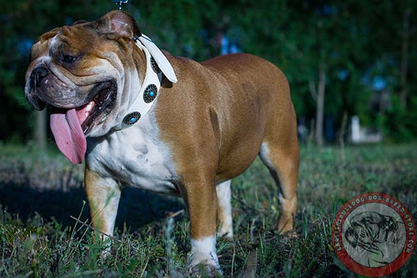 Deluxe design English Bulldog collar with handset decorations