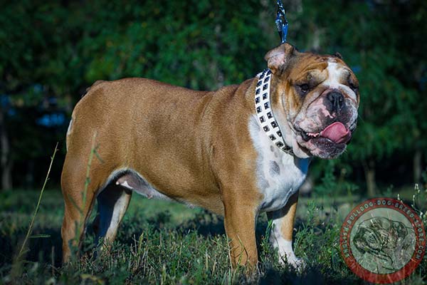 Durable leather collar for English Bulldog 