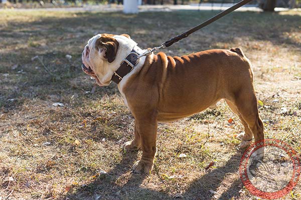 Jolly genuine leather collar for English Bulldog