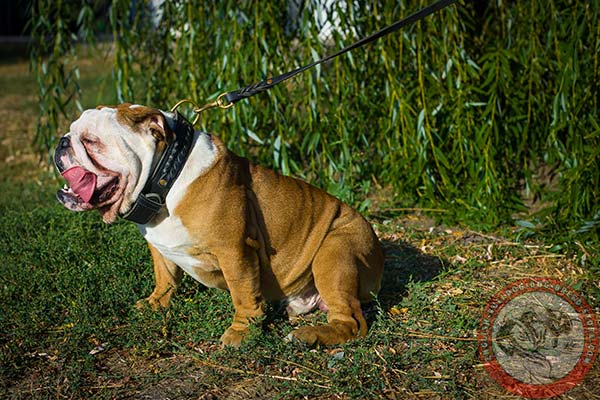 English Bulldog leather collar of eye-catchy design