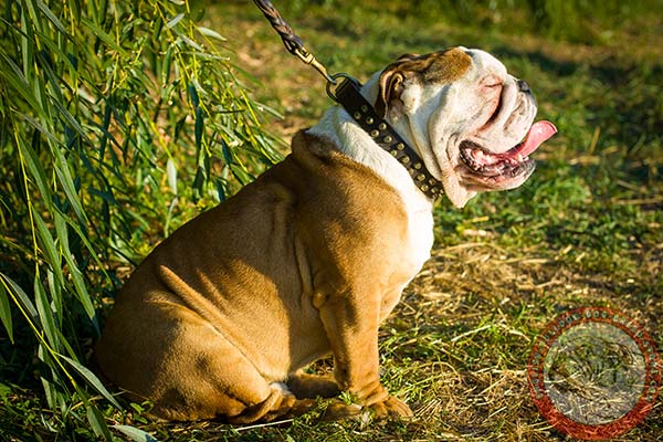 Soft leather English Bulldog collar with cones