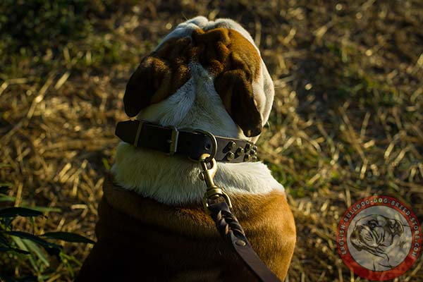 English Bulldog collar with magnificent brass cones