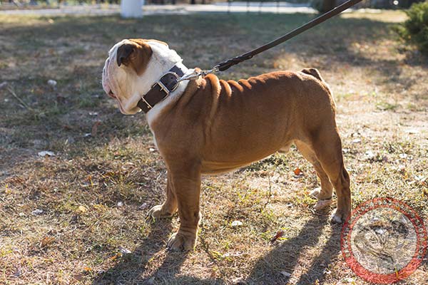 Soft leather collar for English Bulldog comfortable walking