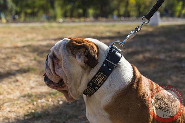 Extra strong English Bulldog leather collar for stylish walks