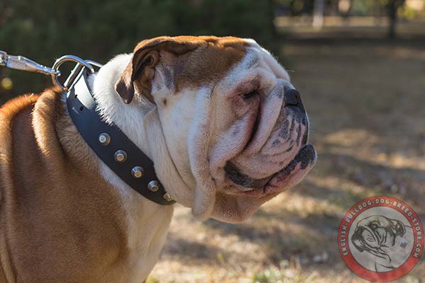 Inimitable design English Bulldog leather collar
