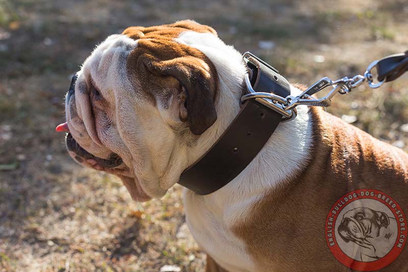 leather bulldog collar