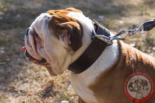 Well-made genuine leather English Bulldog collar