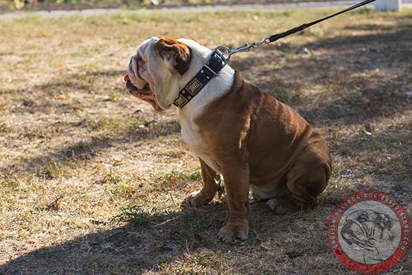 Marvellous design genuine leather collar for English Bulldog