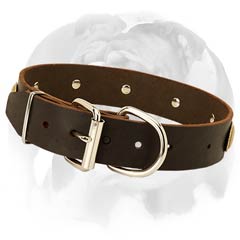 English Bulldog stylish collar