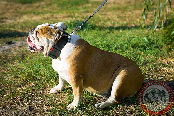 Exceptional quality English Bulldog nylon collar