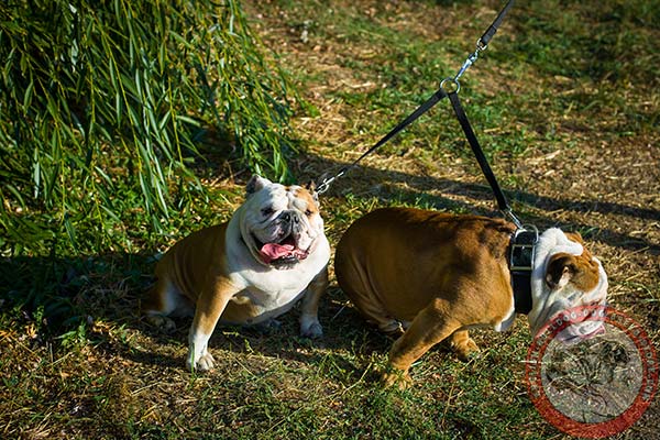 Easy-adjustable nylon collar for English Bulldog