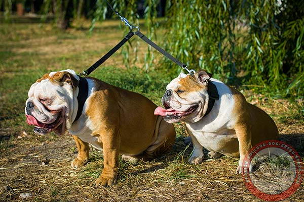 Easy-to-adjust English Bulldog nylon collar