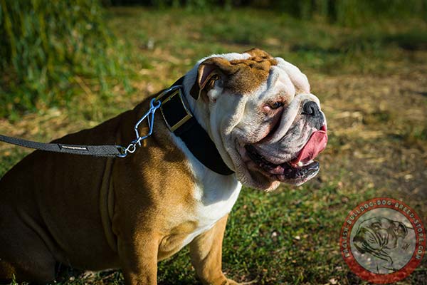 Dependable English Bulldog collar with strong hardware