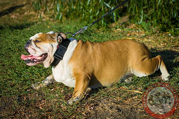 All weather nylon collar for English Bulldog