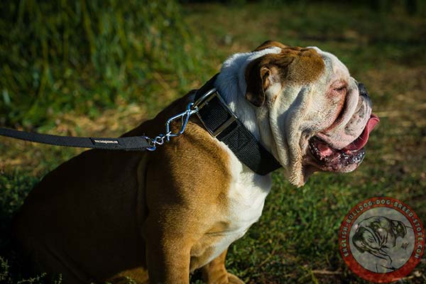 English Bulldog nylon collar for various activities