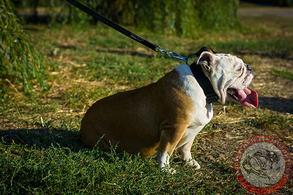 English Bulldog collar with durable hardware