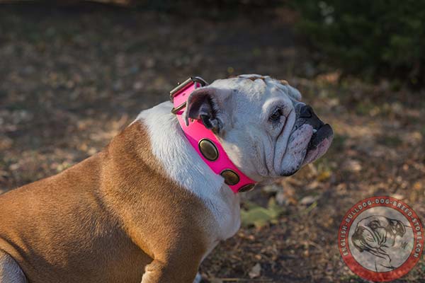 Outstanding English Bulldog leather collar