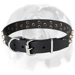 English Bulldog collar with rust-proof hardware