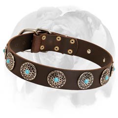 English Bulldog leather dog collar with blue stones