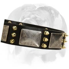 English Bulldog collar with riveted rust-proof hardware