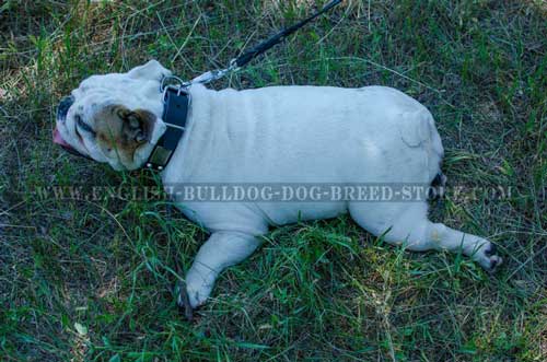 Leather dog collar with rust-resistant hardware for English Bulldog breed