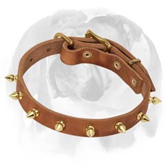 English Bulldog leather dog collar with spikes