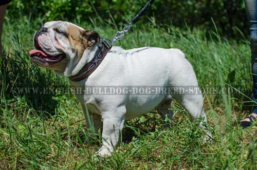 English Bulldog breed collar with solid nickel-plated hardware