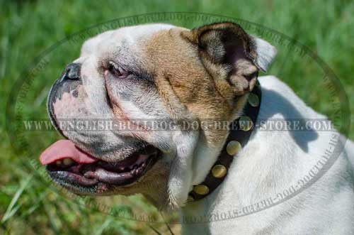 English Bulldog breed collar decorated with brass circles