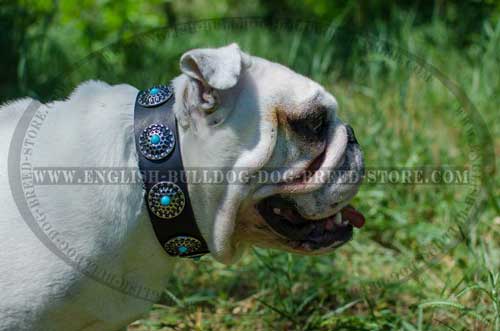 English Bulldog breed collar with solid nickel circles and blue stones in the center