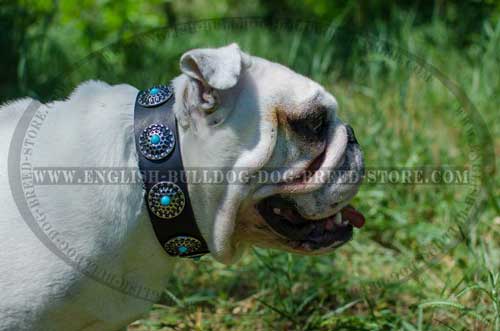 english bulldog accessories