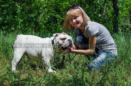 Hand-made leather dog collar for English Bulldog breed