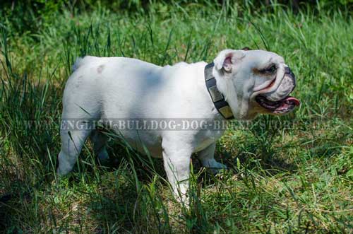 English Bulldog breed collar gorgeous