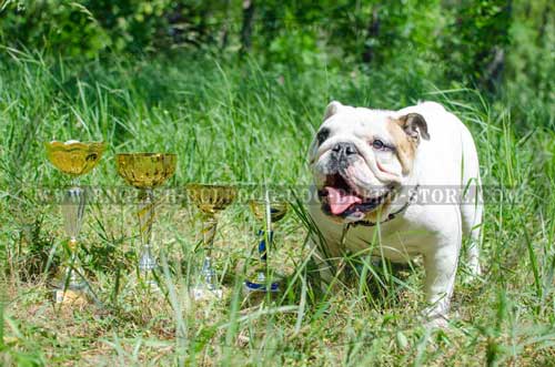 Chic leather dog collar for powerful English Bulldog breed