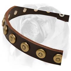 English Bulldog collar with beautiful rust-proof decorations