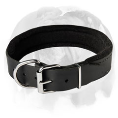 English Bulldog leather dog collar with padding