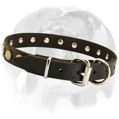 English Bulldog collar with beautiful decorations