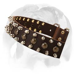 English Bulldog collar adorned with beautiful rust-proof decorations