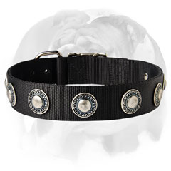 English Bulldog breed nylon collar with silver-like decorations