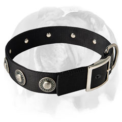 English Bulldog collar with rust-proof shiny hardware