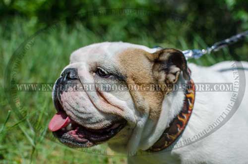 English Bulldog breed collar gorgeously hand-painted
