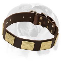 English Bulldog leather dog collar with massive plates