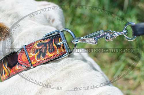 Right choice leather dog collar for English Bulldog breed
